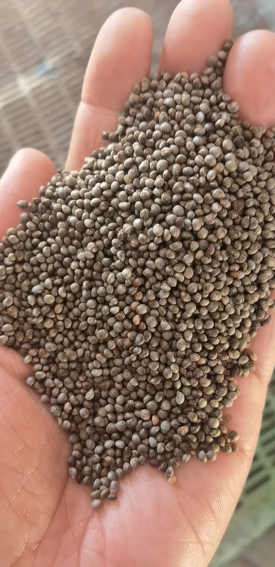 【吉林苏子】-吉林苏子厂家,品牌,图片,热帖-阿里巴巴