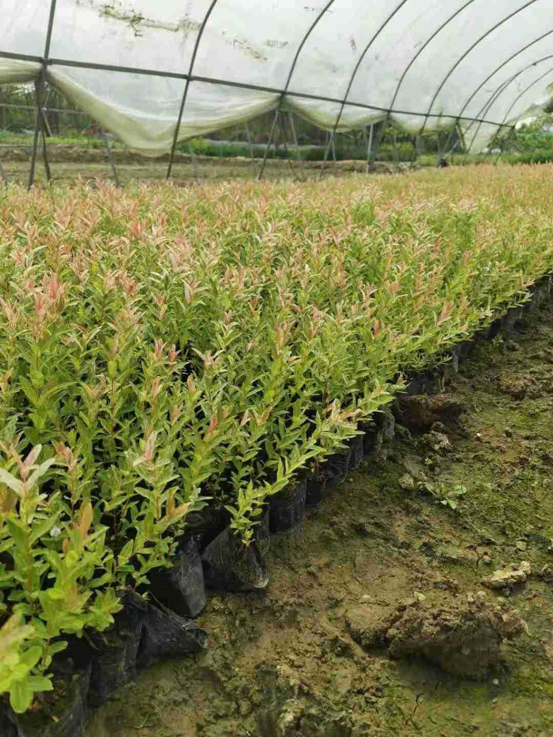 花叶杞柳彩叶杞柳花叶柳彩叶柳球