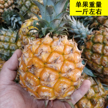 广西新鲜香水菠萝泰国品种迷你小菠萝非凤梨当季菠萝超甜时令水果