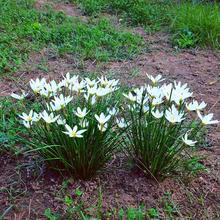 室外喜阴花卉风雨兰葱兰花苗韭兰种球庭院绿化植物四季种易活开花