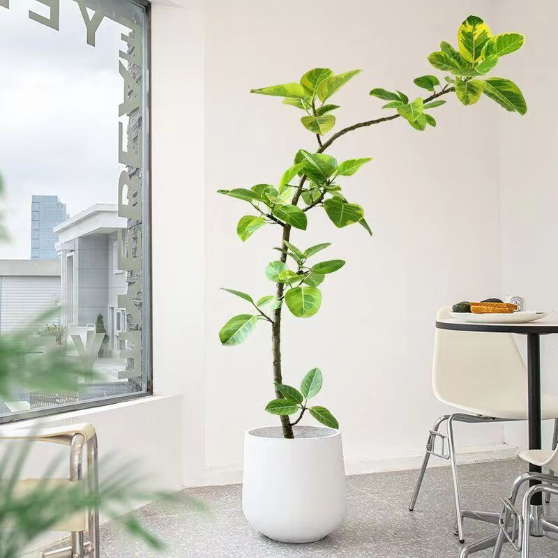 老桩黄金榕造型花叶大橡皮树客厅绿植落地好养真花卉室内大型盆景