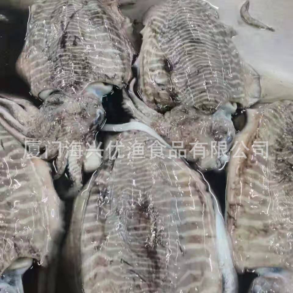 原装 船冻墨鱼 墨鱼筒 墨鱼仔 真空墨鱼仔 餐饮农贸商超海鲜批发
