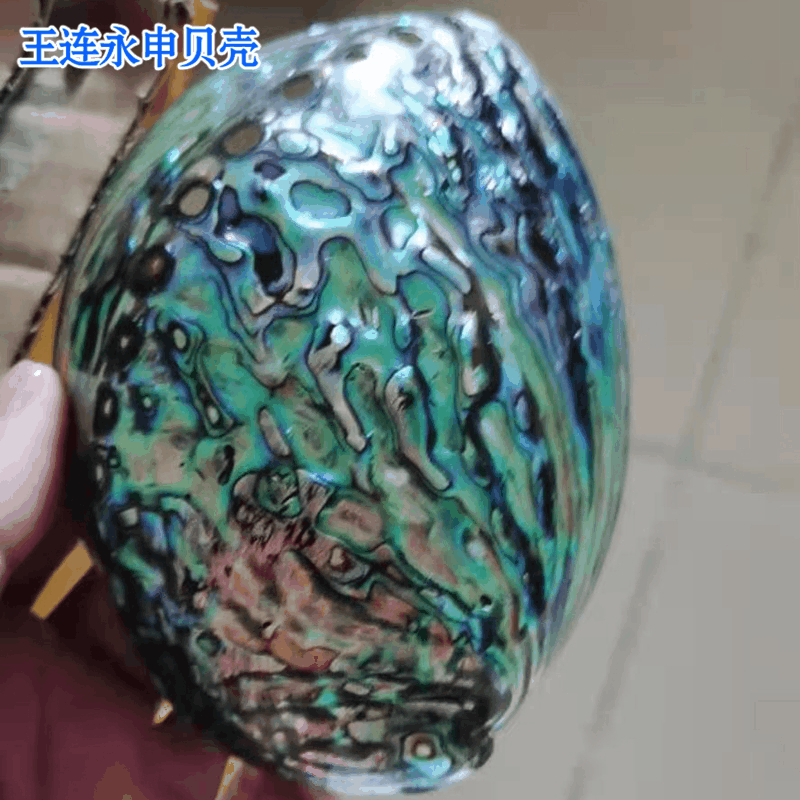 澳洲新西兰大鲍鱼壳 11-14cm白鲍贝壳摆件拍摄道具鼠尾草