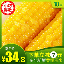 玉米糯玉米新鲜东北黑土黄糯黏玉米棒真空10支非转代餐甜玉米
