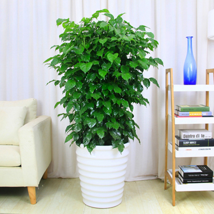 批发幸福树大型盆栽客厅大棵平安树植物室内老树桩四季常青易成活