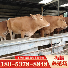 黄牛养殖 批发改良肉牛犊 鲁西黄牛牛犊 广西黄牛价格