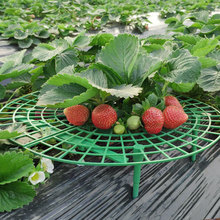 草莓立体栽培架种植托架方形盆栽培草莓托盘架支架防烂水培草莓架