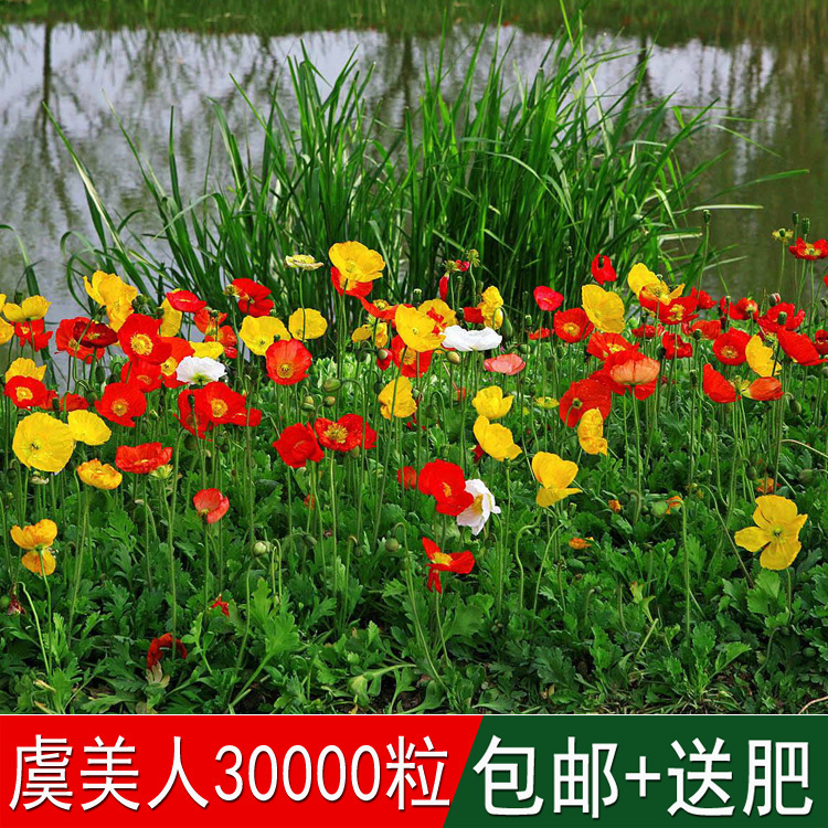 8成交0件庭院黄色花卉花海草籽花菱草种子金英花人参花洋丽春四季可播