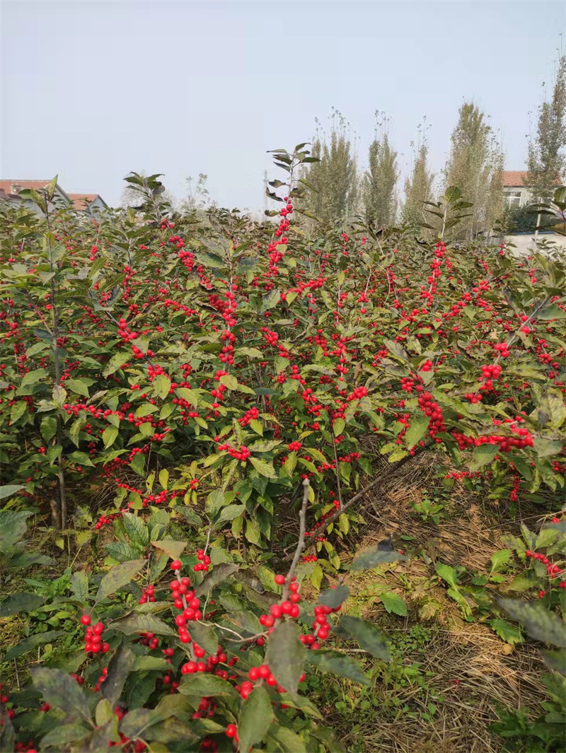 批发2年3年5年北美冬青苗 北美冬青鲜切枝 北美冬青小苗