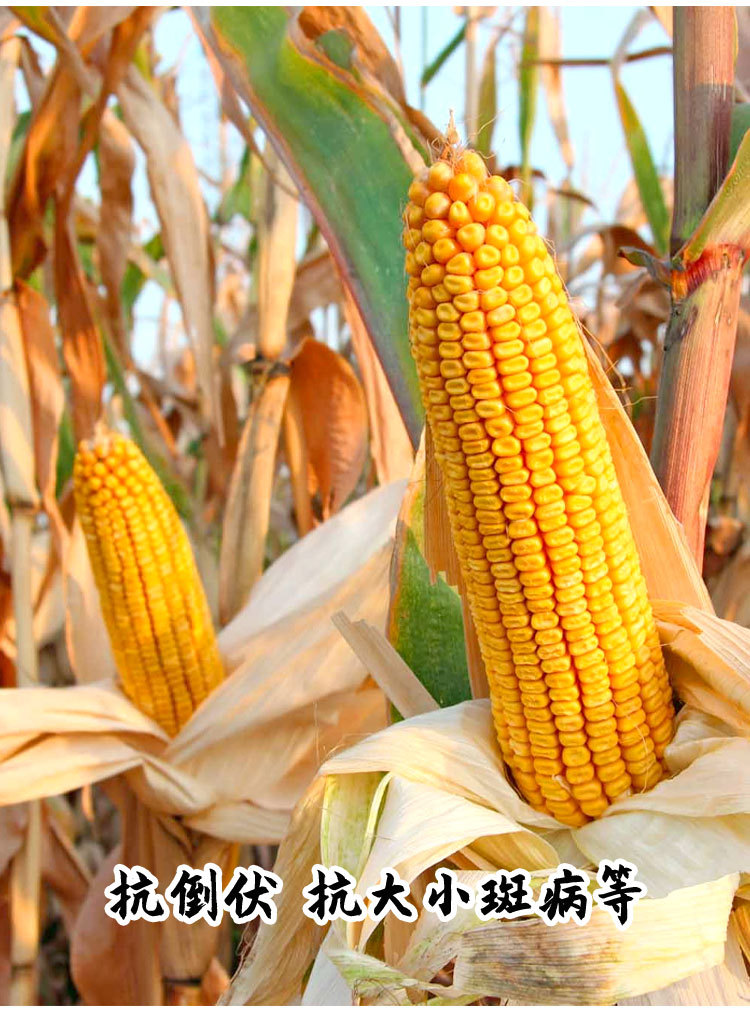 商品描述储存条件常温供货时间全年包装规格郑单958玉米 500g原装,郑