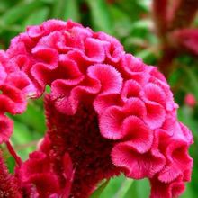 红鸡冠盆栽带花鸡冠卉一串红四季庭院植物耐热耐晒易养