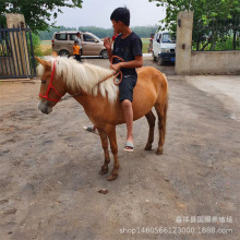贵州适合养殖什么样的矮马骑乘马儿童小矮马宠物矮脚马矮马