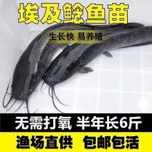 埃及鱼苗快大型革胡子鲶鱼苗活体塘鲺胡子鲶鱼苗埃及塘虱活体饲料