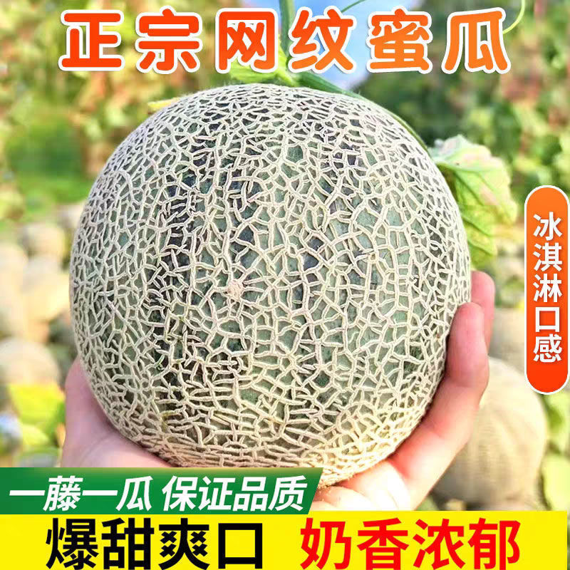 网纹蜜瓜哈密瓜玫珑瓜冰淇淋新鲜产地白瓜直发香甜瓜雪里红山东无