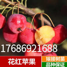 花红苹果123沙果树苗嫁接123小苹果耐寒盆栽地载南北种植当年结果