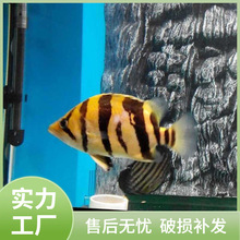 虎鱼活鱼苗热带观赏鱼苏门答腊虎印尼四纹虎泰北三纹虎龙鱼配鱼