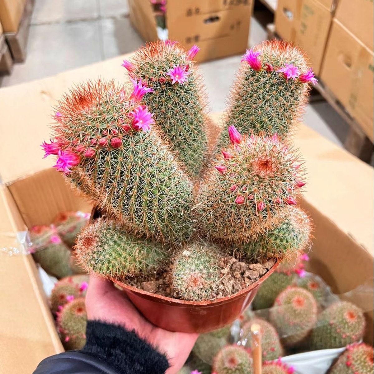 阳台客厅办公室桌面盆栽好养易活绿植仙人掌仙人球多头红星开花