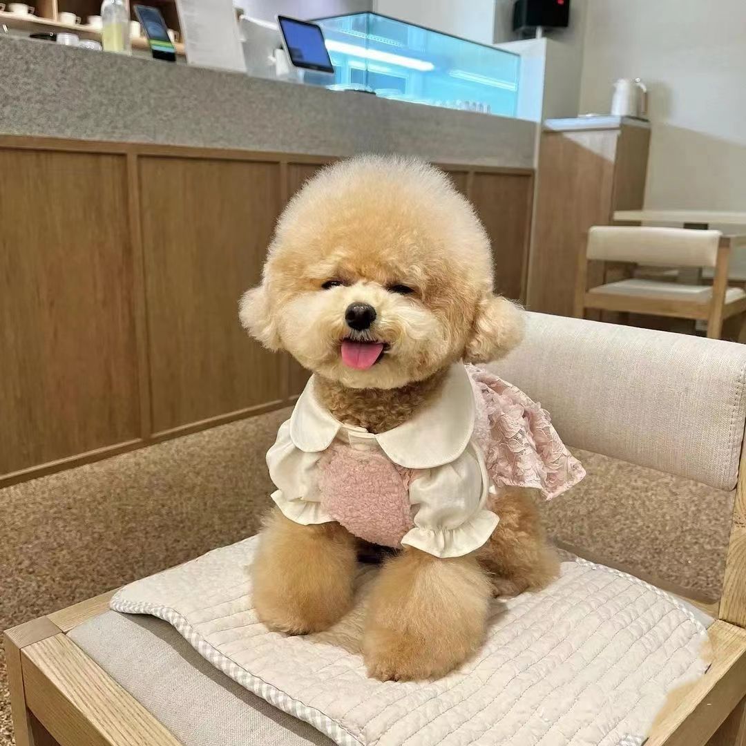 批发纯种泰迪幼犬活体狗狗小狗飞耳米奇灰泰迪白泰迪贵宾犬宠物犬