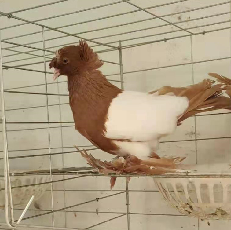 鼓手鸽图片 马甲鼓手鸽 反色鼓手鸽子 毛脚燕子鸽 鸽子活体