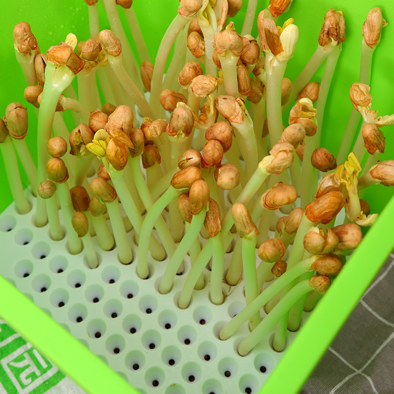 水培花生芽种植盘盆豆芽育苗盘花生芽种植盒发芽神器家庭花生芽罐