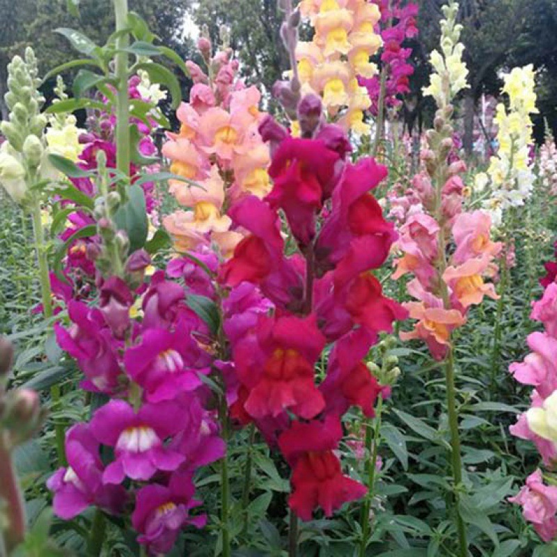 花种子金鱼种子狮子花龙头花四季阳台盆栽景观花海种子花种子