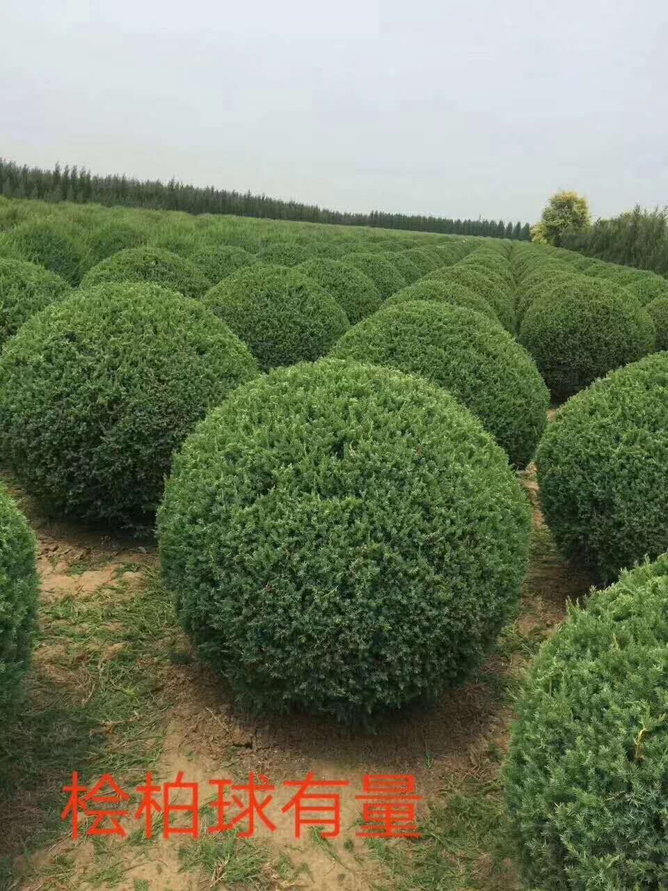 苗圃大量销售刺柏球侩柏球燕柏球规格齐全50-2米冠幅工程小区街道