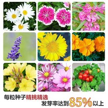 四季花种子批发重瓣太阳花波斯菊百日草花向日葵易活花卉多季种子