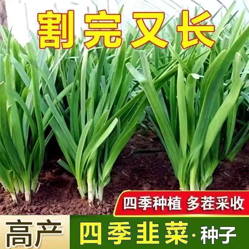 四季791白根韭菜种子 抗病速长香白根大宽叶韭菜种子菜园四季蔬菜