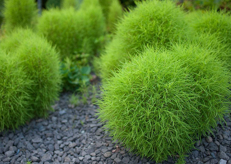 地肤草种子红绿地肤草子种花海庭院室外四季易活扫帚苗孔雀松种籽