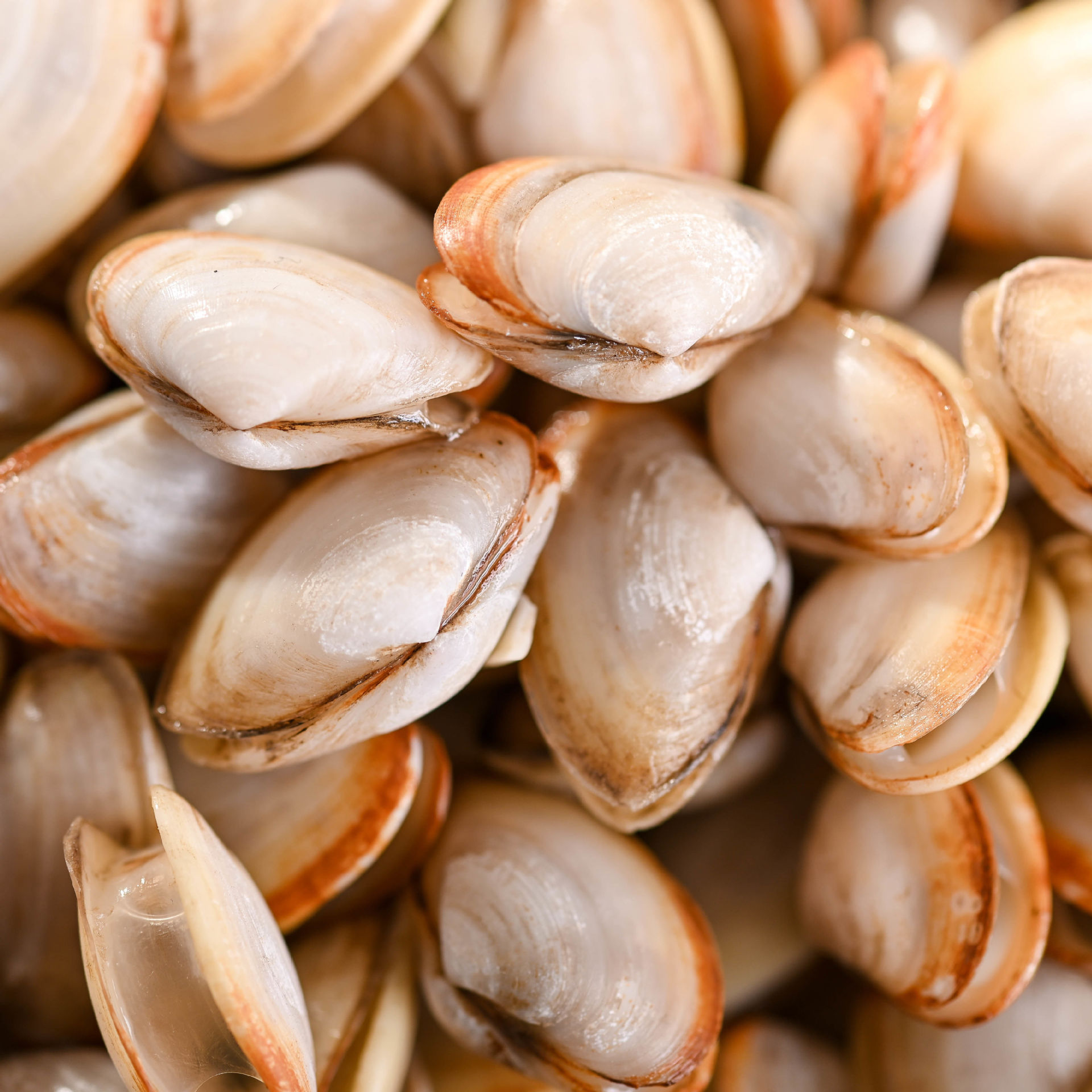 新鲜活小海瓜子薄壳白瓜子小蛤蜊海瓜子贝类海鲜野生海捕连云港