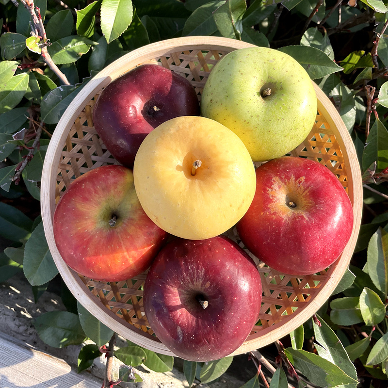 3号发】特色高原彩色苹果 黑卡瑞雪新鲜水果