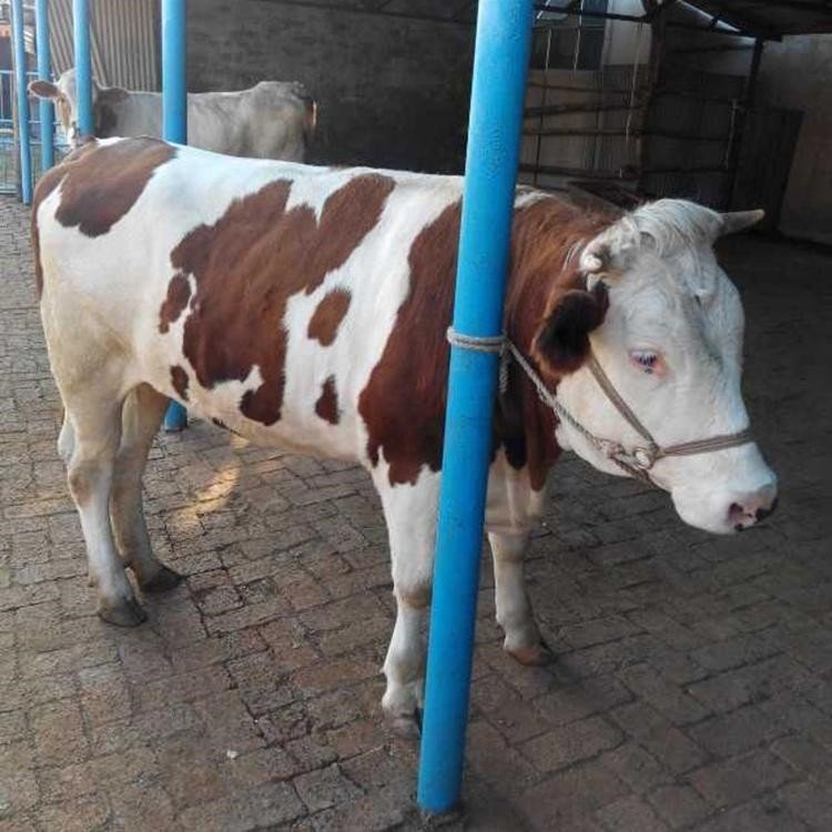 广西南宁鲁西黄牛养殖苗多少钱一头/成品肉驴养殖宠物牛