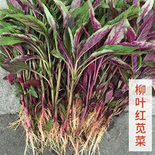 柳叶红苋菜汗菜尖叶苋菜 青菜野菜花青素四季易播蔬菜种籽批发