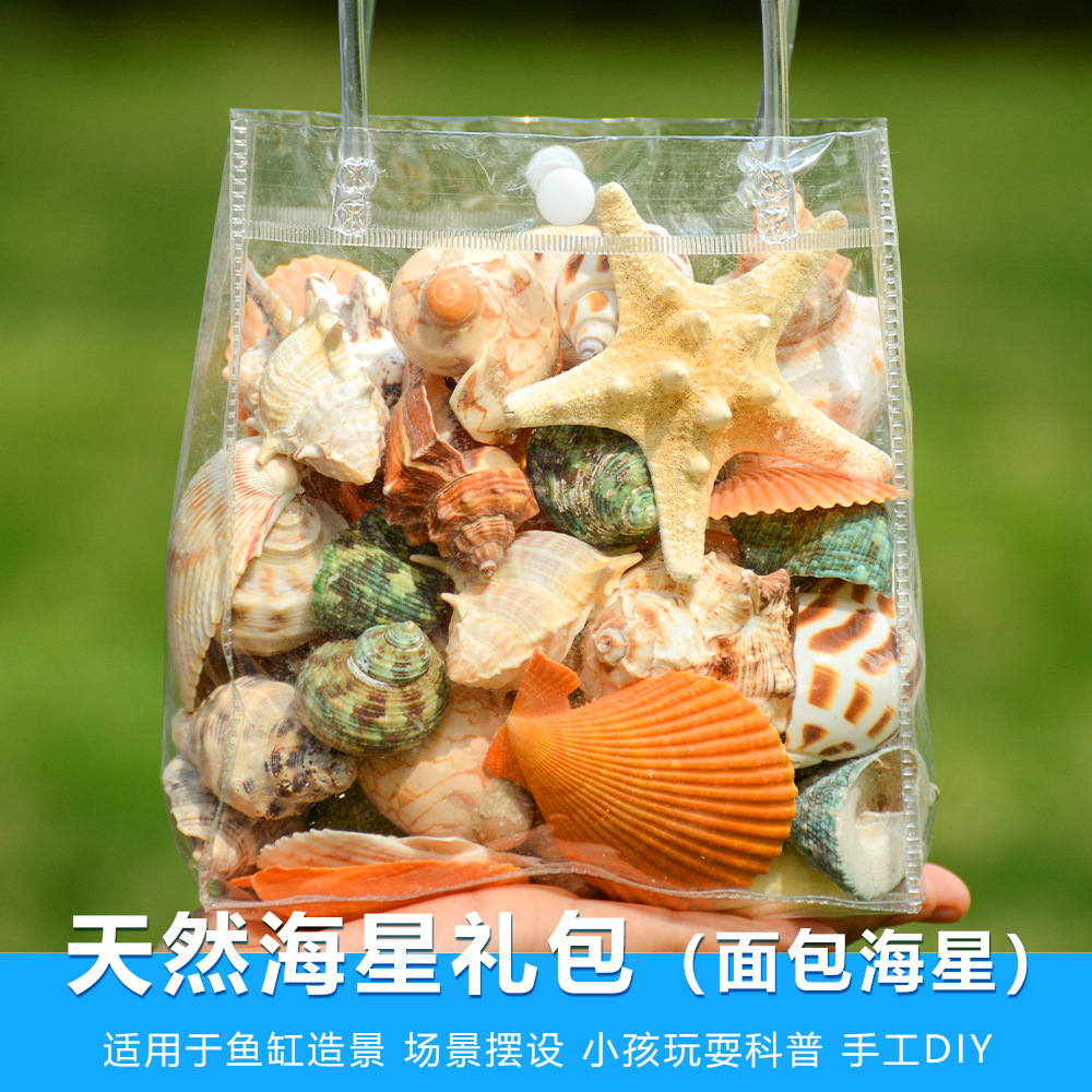 海星贝壳大礼包海螺贝壳 鱼缸造景儿童手工材料户外知识科普-阿里巴巴