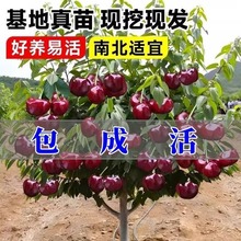 车厘子树苗大樱桃树苖南方北方种植盆栽地栽庭院矮化嫁接大樱桃苗