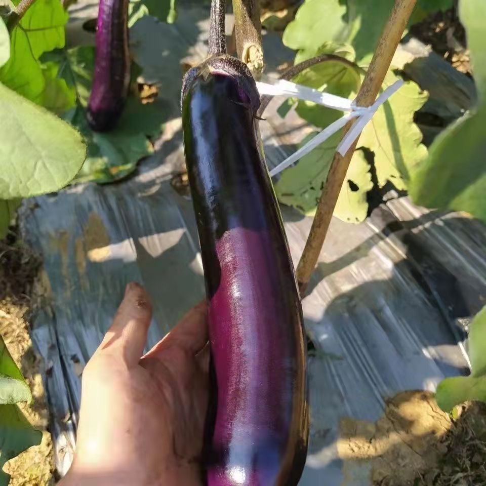 紫长茄子 山东农家露天新鲜紫皮茄子