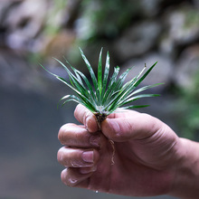 好养水菖蒲生态缸盆景假山附石水陆缸造景绿植室内微景观水培植物