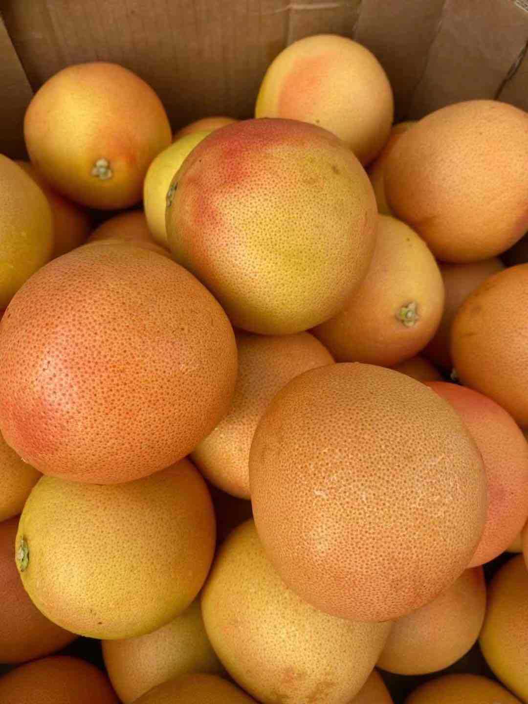 埃及西柚8个装红心西柚葡萄柚非南非西柚