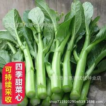 60天油青甜菜心种子早熟耐高温春秋四季超甜菜苔种籽农家蔬菜种子