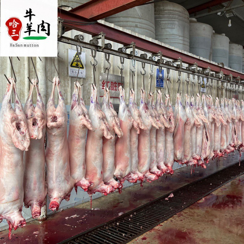 【清真】新鲜羊肉批发羊羔肉山羊绵羊整羊整只烤全羊整体现宰生食
