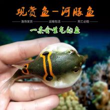 淡水弓斑河豚绿河豚鼓气鱼气泡观赏鱼狗头巧克力娃娃斑马潜水艇