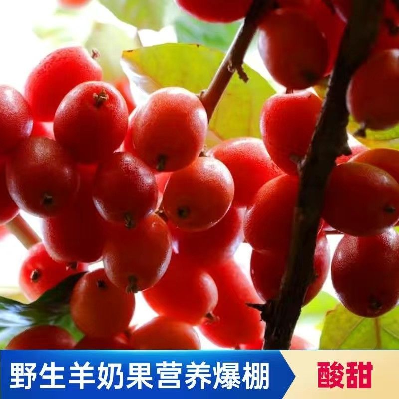 云南特产羊奶果新鲜酸甜口味果当季水果孕妇水果-阿里巴巴