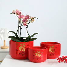 新年中国风红色福字陶瓷花盆创意喜庆金色蝴蝶兰专用客厅兰花盆栽