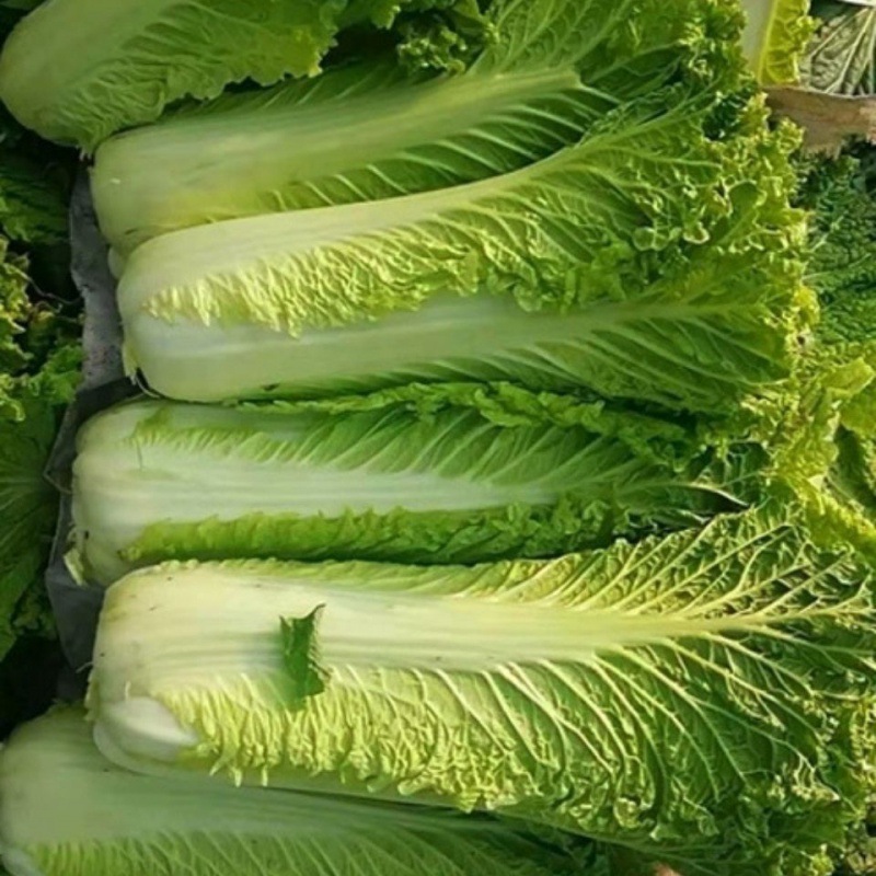 青菜品种大全绿叶图片