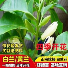 一件代发白兰花树苗玉兰花盆栽黄玉兰绿植黄角兰大苗矮桩带花苞发