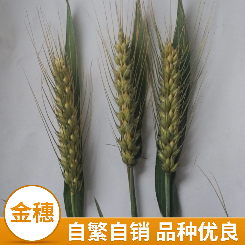 本公司长期供应小麦种子铁杆黄金麦大穗优产