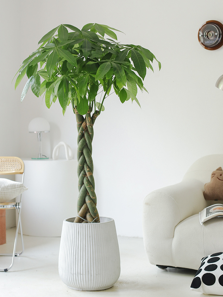 适合搬新家的绿植禄植大盆栽树木办公发财树摆客厅大棵落地沙发边