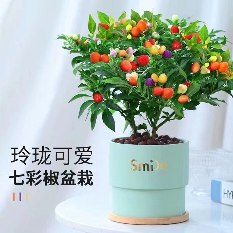 七彩椒盆栽五彩辣椒带果朝天椒庭院阳台种植蔬菜观赏花卉绿植包邮