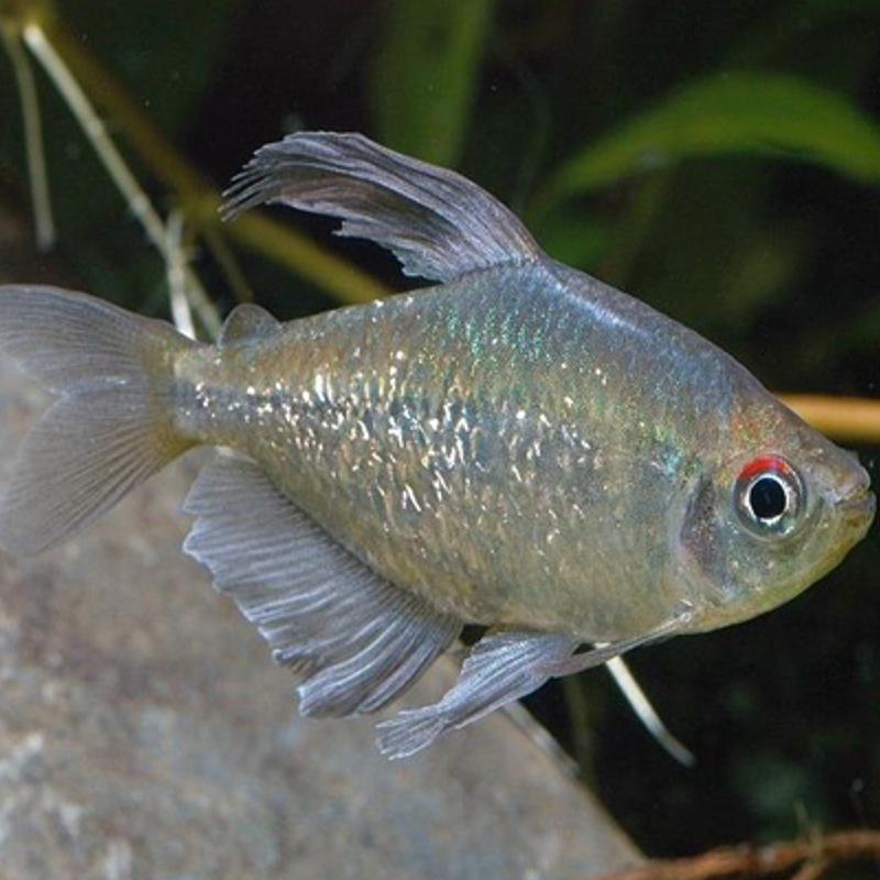 南美钻石灯鱼活体热观赏鱼灯科鱼水族宠物鱼上海渔场批发