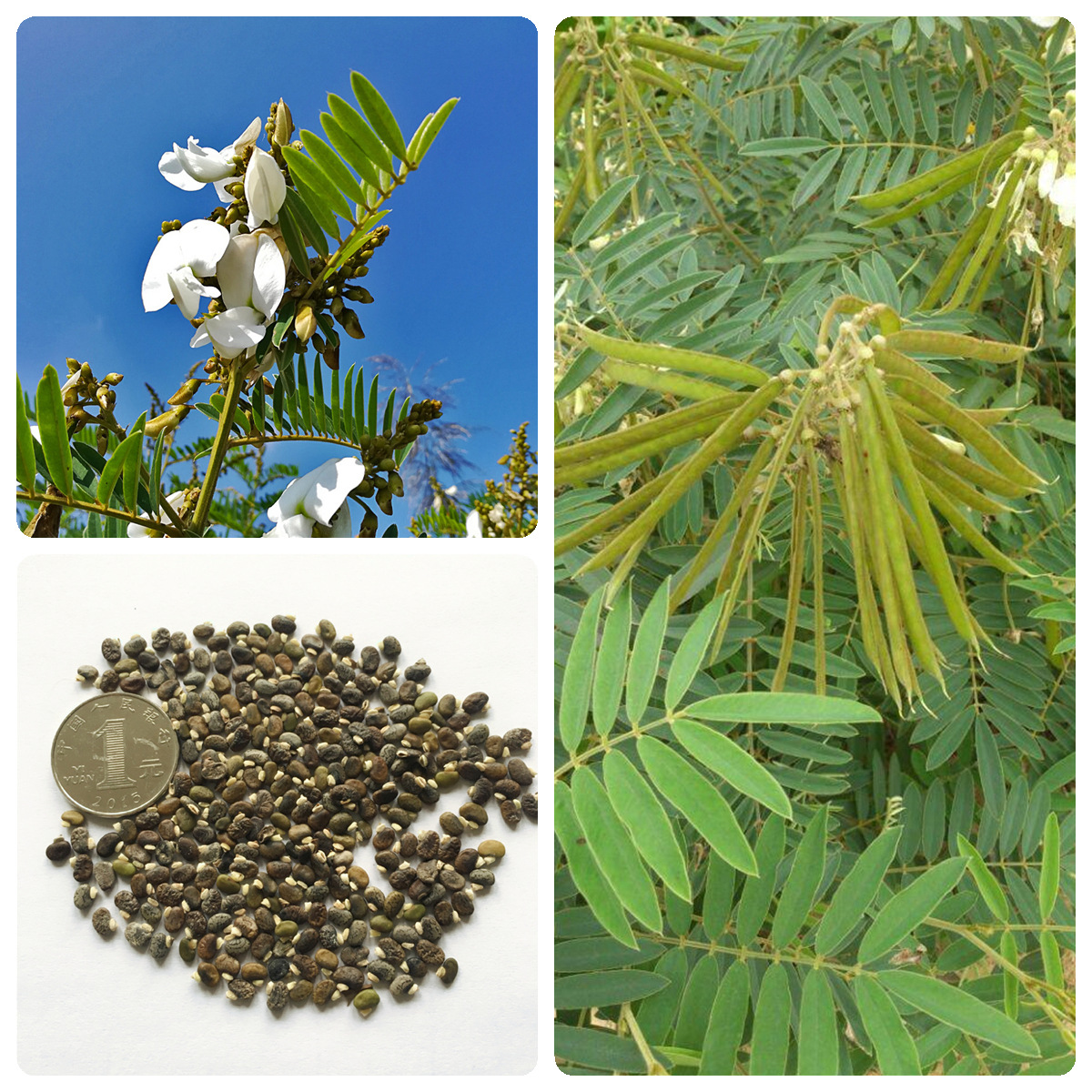 8成交0件护坡灌木种子胡枝子紫穗槐多花木兰荆条猪屎豆刺槐银合欢护坡